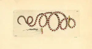 Nodders: Ophidonais serpentina worm