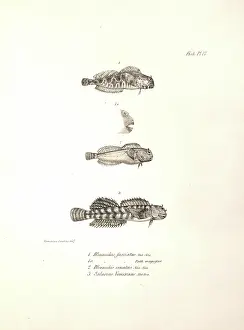Perciform: Ophioblennius atlanticus