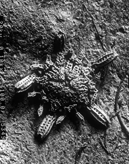 Echinoderm: Ophioctenella sp. brittle star