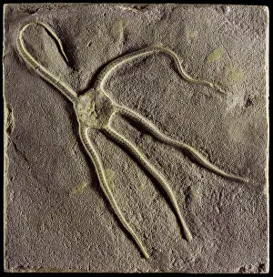 Lias: Ophioderma egertoni (Broderip), brittlestar