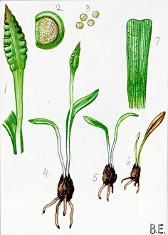Adders: Ophioglossum lusitanicum