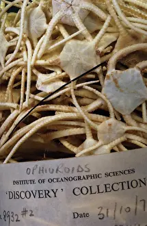 Echinoderm: Ophiroid brittle stars