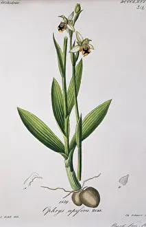 Orchidaceae: Ophrys apifera, bee orchid