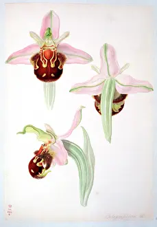 Orchidaceae: Ophrys apifera, bee orchid
