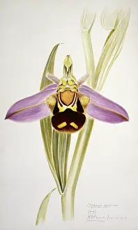 Orchidaceae: Ophrys apifera, bee orchid
