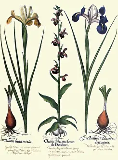 Basilius: Ophrys fuciflora, Iris xiphium