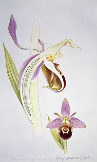 Orchidaceae: Ophrys purpurea, orchid