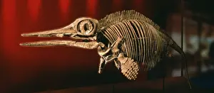 Ophthalmosaurus: Ophthalmosaurus icenius