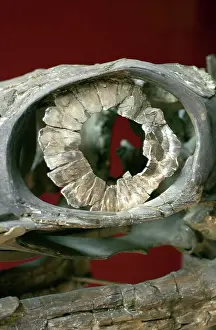 Socket: Ophthalmosaurus icenius, ichthyosaur