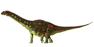 Macronaria: Opisthocoelicaudia dinosaur, side view on white background