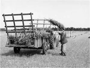 Narcotics: OPIUM HARVEST