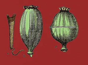 Opium: Opium Harvesting