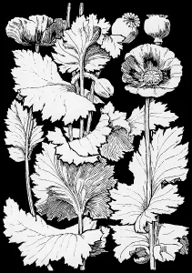 Lilley: Opium Poppy