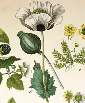 Somniferum: Opium poppy