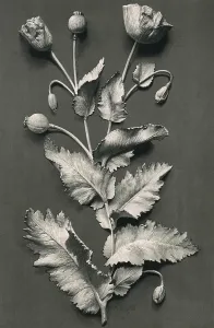 Pavot: OPIUM POPPY