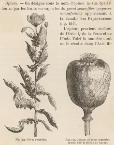 Scored: The Opium Poppy
