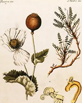 Opium: Opium Poppy