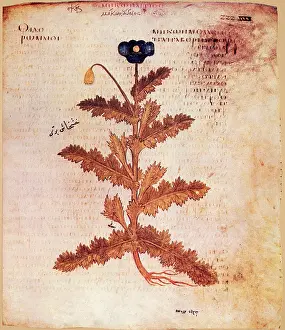 Opium: Opium Poppy