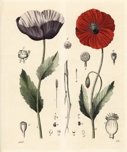 Narcotic: Opium poppy and corn poppy