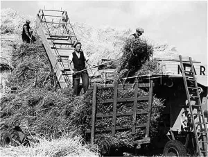 Carting: OPIUM POPPY HARVEST