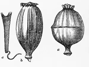 Opium: Opium Poppy Harvesting