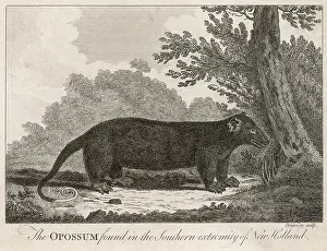 Opossum: OPOSSUM, 18TH CENTURY