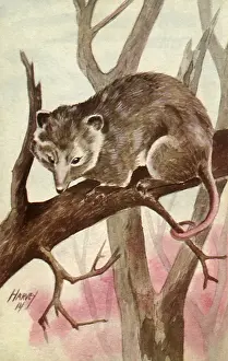 Opossum: Opossum on Branch