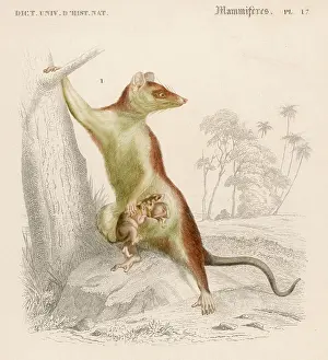 Pouch: OPOSSUM DIDELPHIS 19C