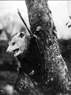 Bigger: Opossum (Didelphis) in a tree