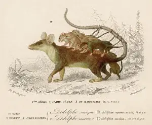 Opossum: OPOSSUM MOUSE 19C