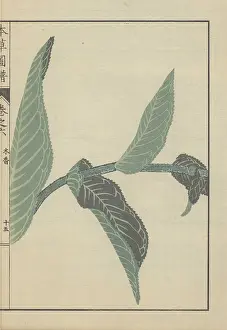 Color Printed: Four opposing leaves on a single stem of Inula helenium