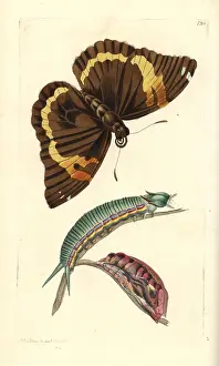 Cassia: Opsiphanes cassiae butterfly