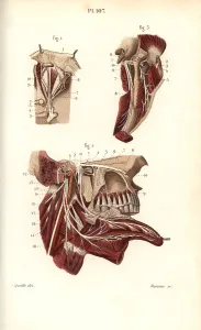Cranial: Opthalmic and maxillary nerves in the fifth cranial nerve