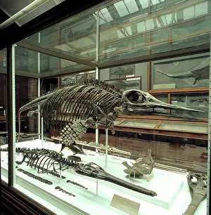 Crocodylomorpha: Opthalmosaurus & Stenosaurus
