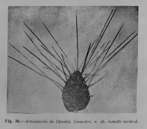 Pyrus: Opuntia camachoi, prickly pear cactus