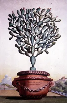 Naauwkeurige: Opuntia Major cactus plant in pot