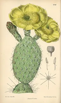Hand Coloured: Opuntia polyacantha, yellow cactus native to the USA