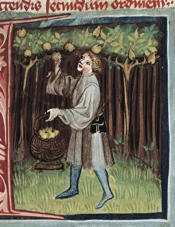 Harvests: Opus Ruralium Commodorum by Pietro Crescenzi