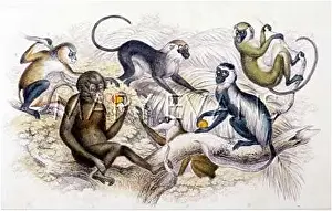 Blackies: ORANG-OUTANG/BLACKIES