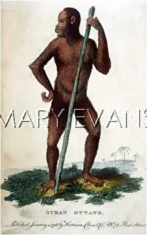 Outang: ORANG-OUTANG/CLUSE/1798