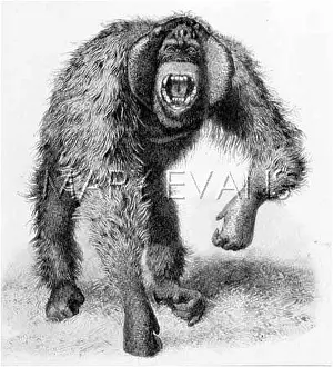 Leutemann: ORANG-OUTANG/LEUTEMANN