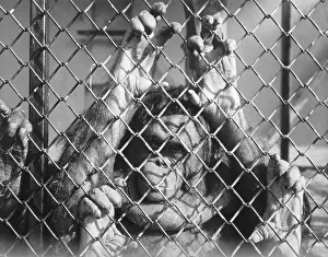 Outang: ORANG-OUTANG LOOKS AT US