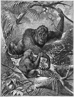 Orang: ORANG-UTAN - 3