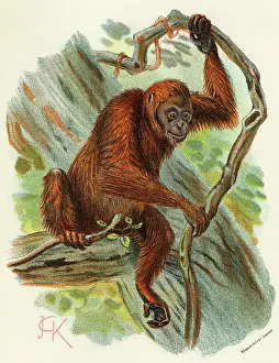 Orang: ORANG-UTAN
