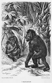 Orang: ORANG-UTAN