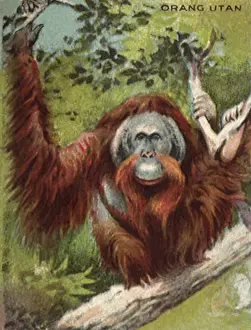 Apes: Orang Utan