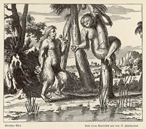 Apes: ORANG-UTAN (C17)