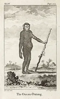 Orang: ORANG-UTAN (C18)