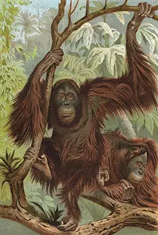 Orang: ORANG-UTAN (LYDEKER)
