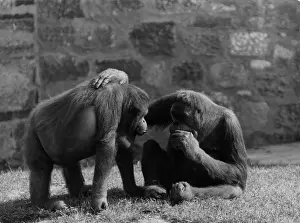 Utans: ORANG UTAN PALS